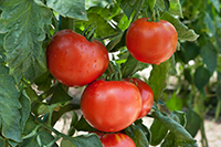 image of tomatoes in a field